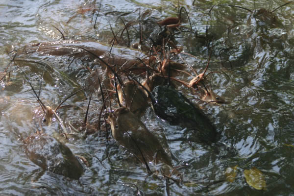 CatFish12