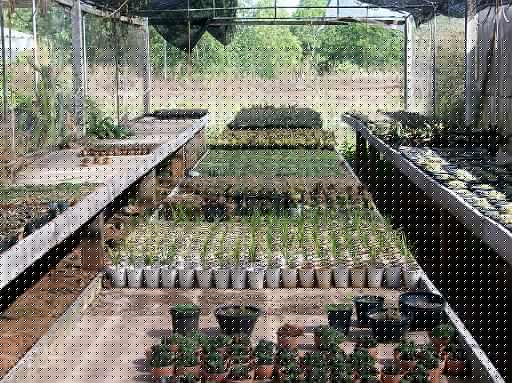 Farm 14.jpg - Kakteengewächshaus